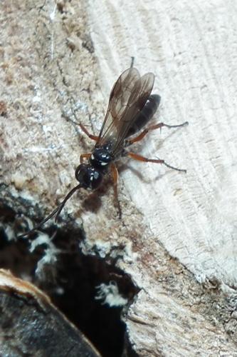 Réf. 101 031 : Agenioideus cinctellus