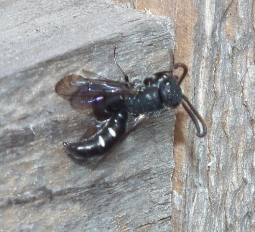 Réf. 101 937 : Sapyga quinquepunctata