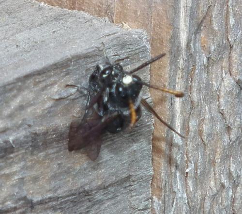 Sapyga quinquepunctata