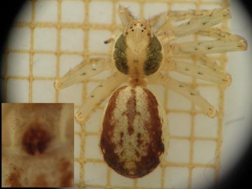 Philodromus sp.
