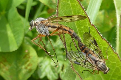 Réf. 101 066 : Rhagio scolopaceus