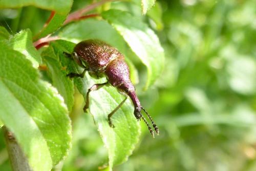 Réf. 101 639 : Rhynchites auratus