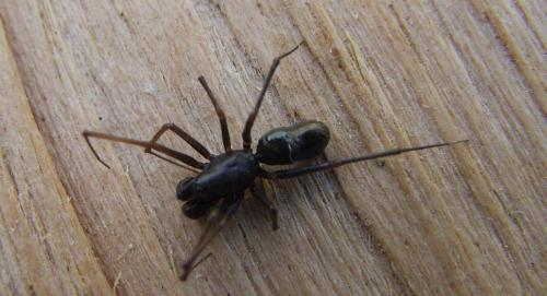 Réf. 101 338 : Neriene clathrata