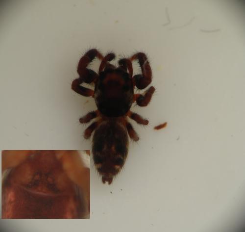 Macaroeris nidicolens