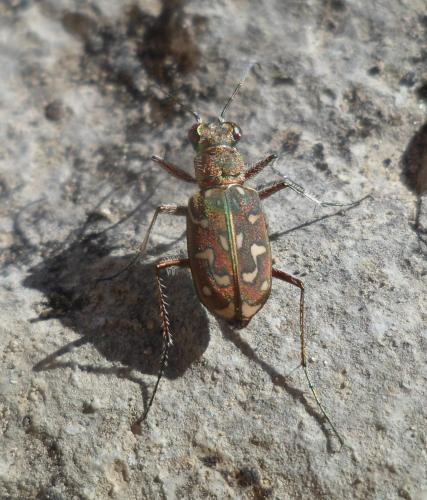 Réf. 101 360 : Lophyra flexuosa