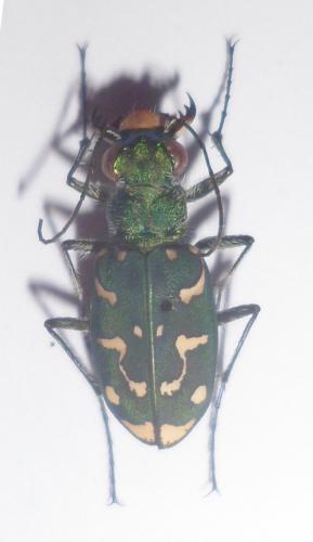 Lophyra flexuosa