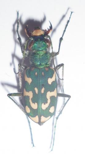 Lophyra flexuosa