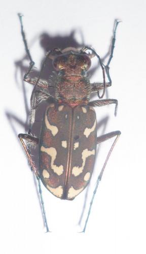 Réf. 101 483 : Lophyra flexuosa