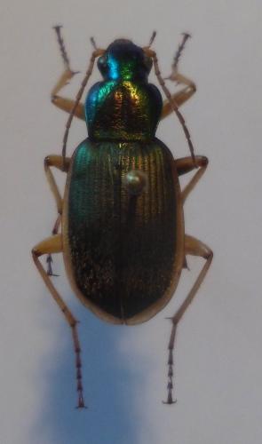Chlaenius velutinus