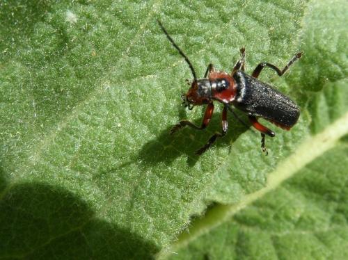 Cantharis rustica