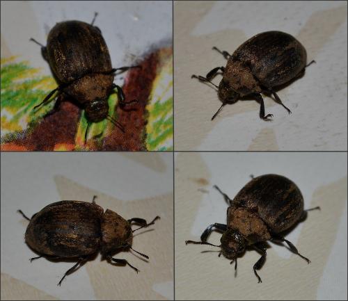 Byrrhus sp.