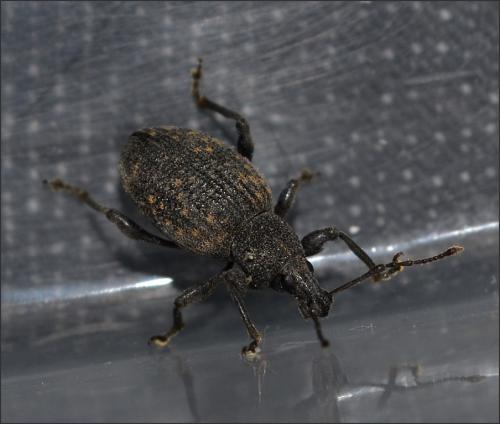 Otiorhynchus sulcatus
