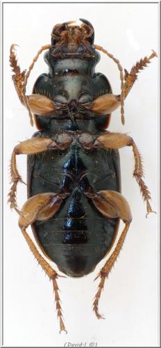 Réf. 101 473 : Harpalus affinis