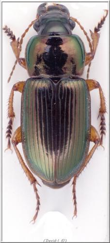 Réf. 101 472 : Harpalus affinis