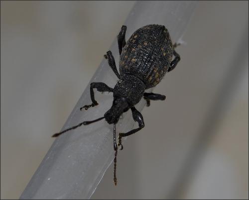Otiorhynchus sulcatus