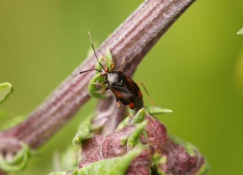 Réf. 101 716 : Deraeocoris ruber