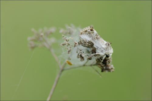 Calophasia opalina