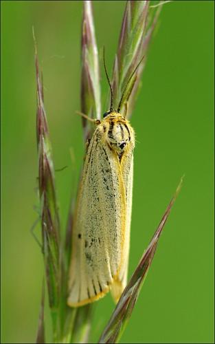 Réf. 101 940 : Coscinia striata