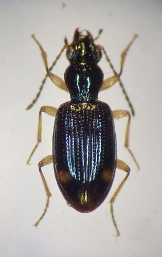 Sinechostictus elongatus