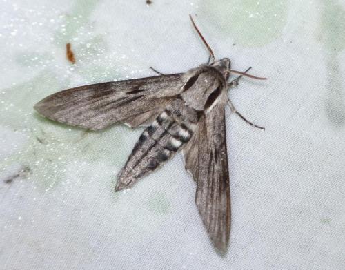 Réf. 101 105 : Sphinx sp.