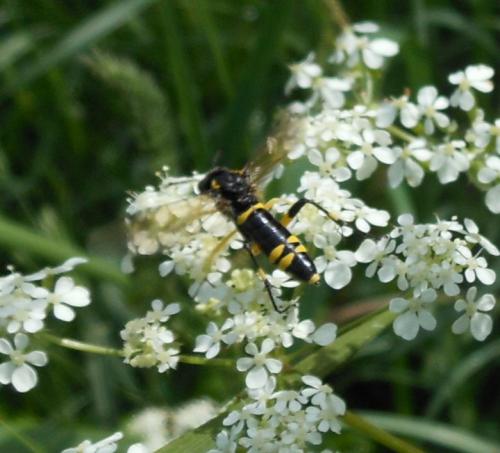 Macrophya montana