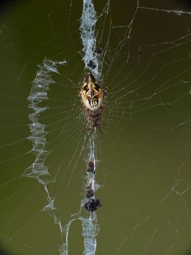 Cyclosa conica