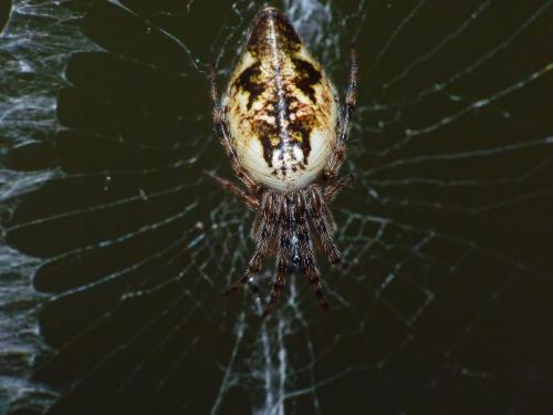 Cyclosa conica