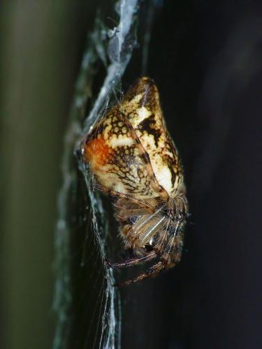 Cyclosa conica