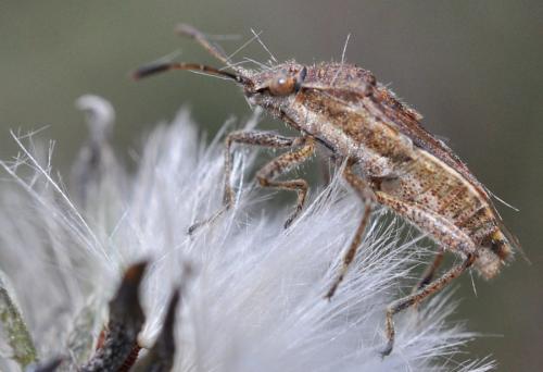 Réf. 101 271 : Stictopleurus punctatonervosus