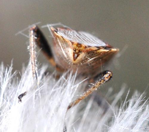 Stictopleurus punctatonervosus