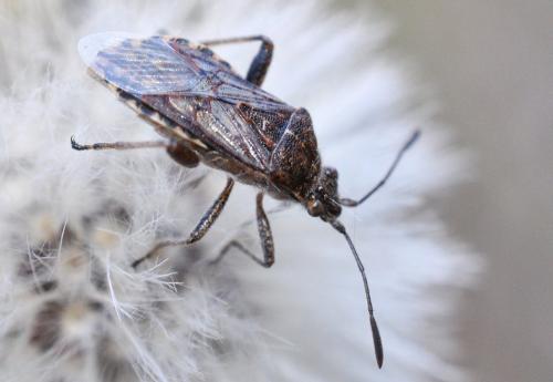 Réf. 101 270 : Stictopleurus punctatonervosus