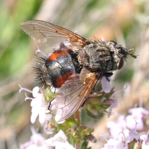 Peleteria meridionalis