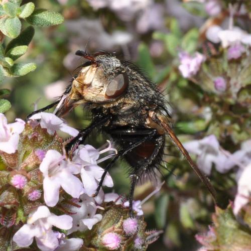 Peleteria meridionalis