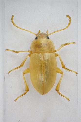 Réf. 101 887 : Xanthomus pallidus