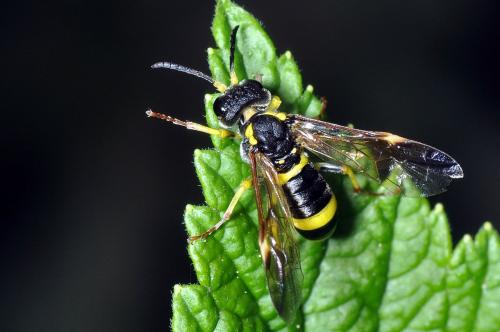 Tenthredo zona