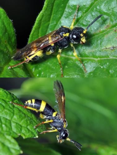 Tenthredo zona