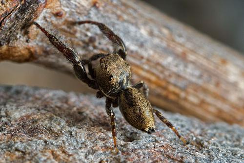Réf. 101 771 : Bianor albobimaculatus