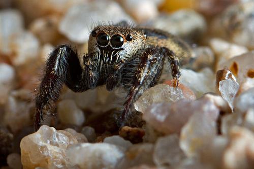 Bianor albobimaculatus