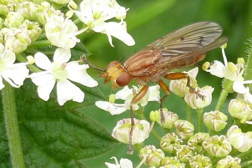 Réf. 101 928 : Tetanocera arrogans