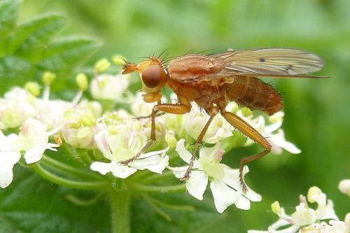 Tetanocera arrogans