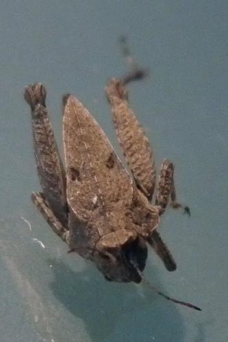 Tetrix tenuicornis