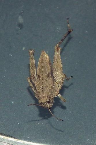 Réf. 101 909 : Tetrix tenuicornis