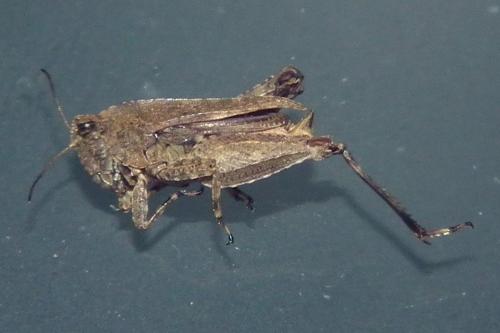 Tetrix tenuicornis