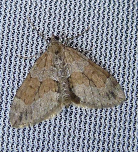 Réf. 101 216 : Thera obeliscata
