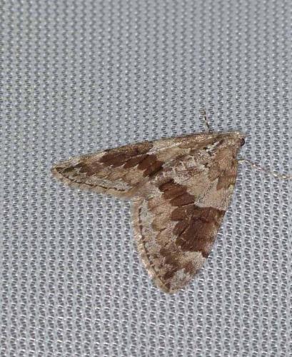 Réf. 101 218 : Thera obeliscata