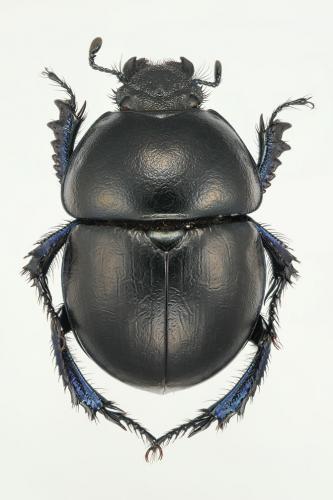 Réf. 101 219 : Thorectes albarracinus