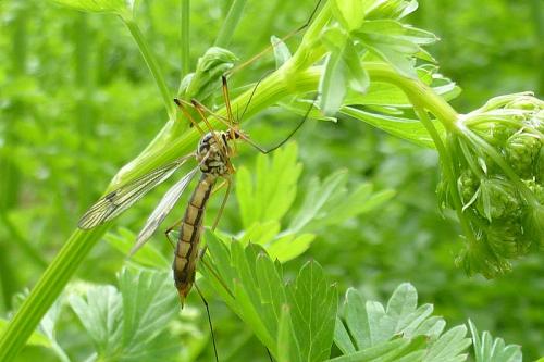 Nephrotoma quadrifaria