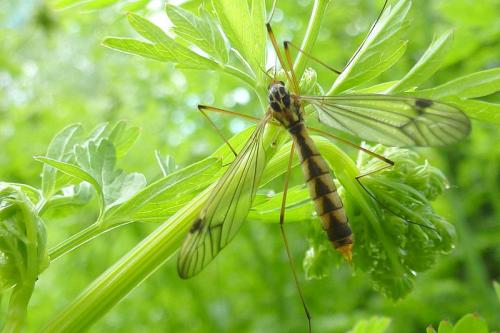 Nephrotoma quadrifaria