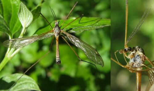 Réf. 101 255 : Tipula flavolineata