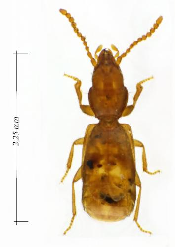 Réf. 101 304 : Hypotyphlus pandellei